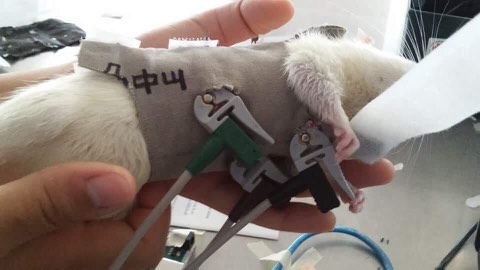 EKG measurement session with a laboratory rat.
