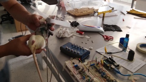 Second EKG measurement session with a laboratory animal.